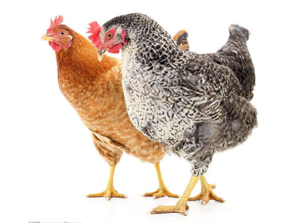 禽藥廠家 禽藥廠家